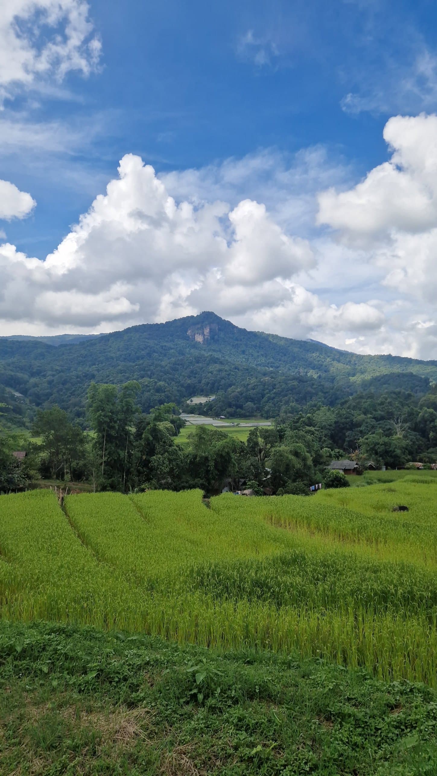 A green rice field below a forested mountain with a pale rock face, under blue sky